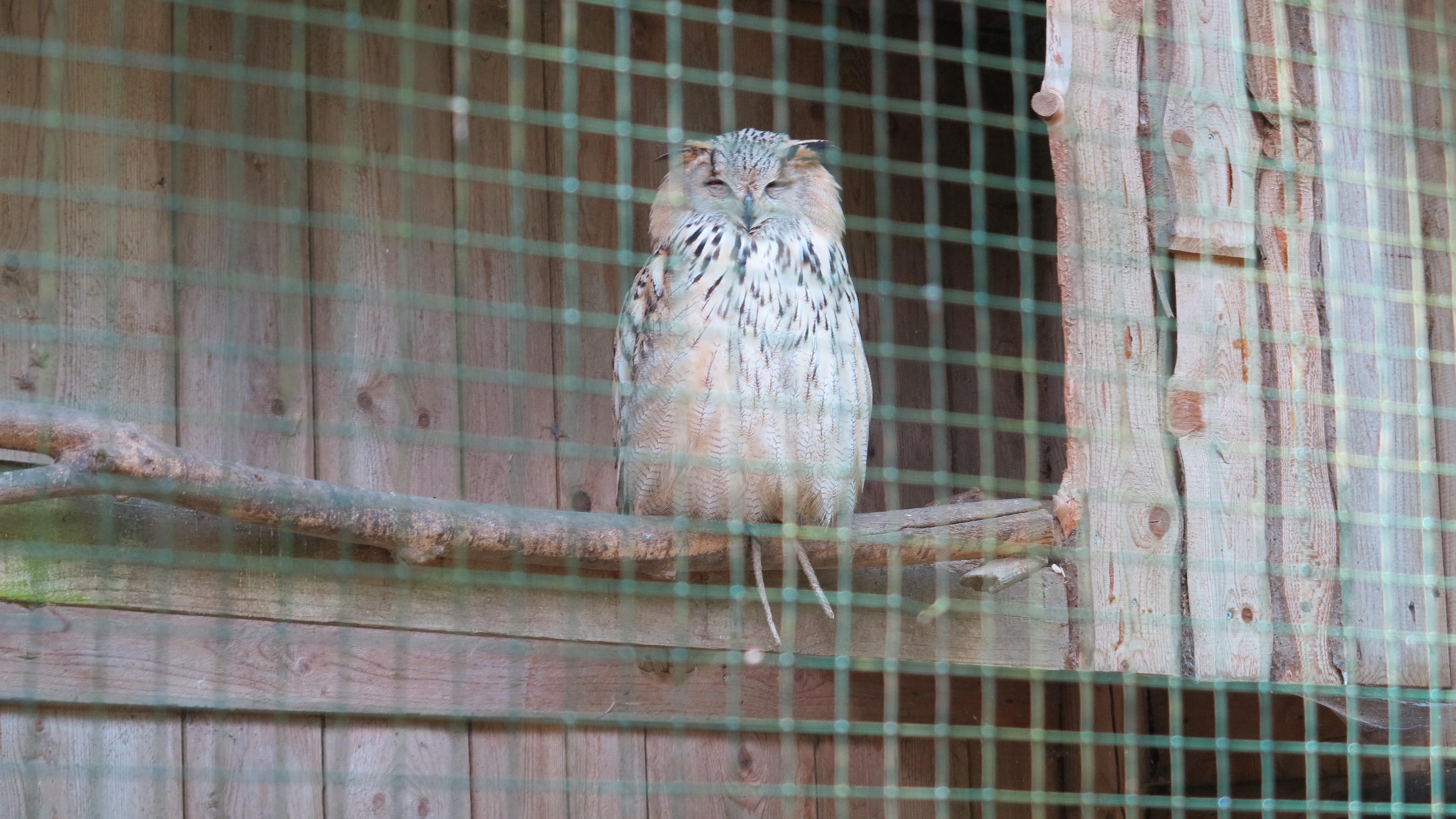 Im Greifvogelpark Grafenwiesen.