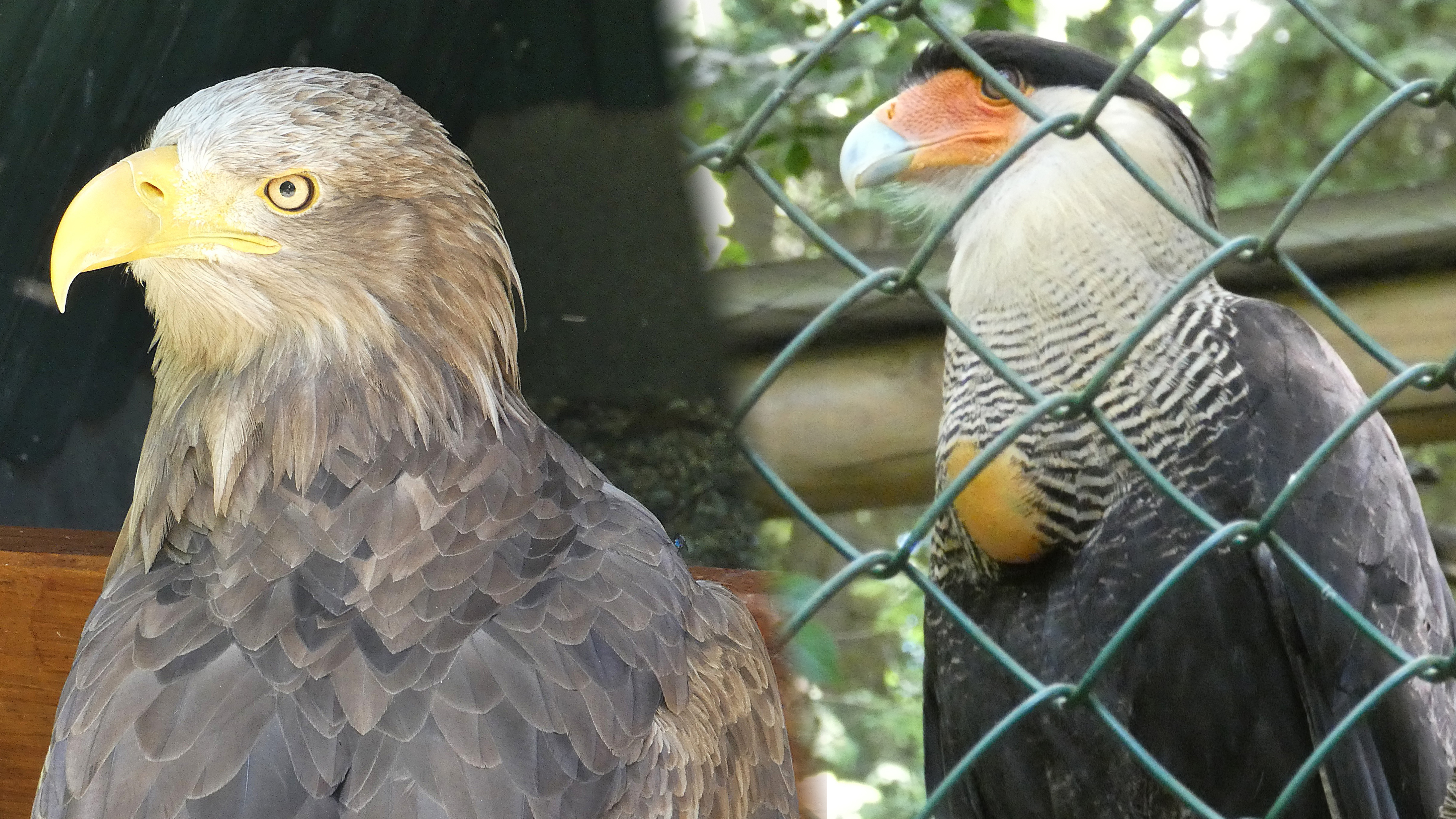 Im Greifvogelpark.