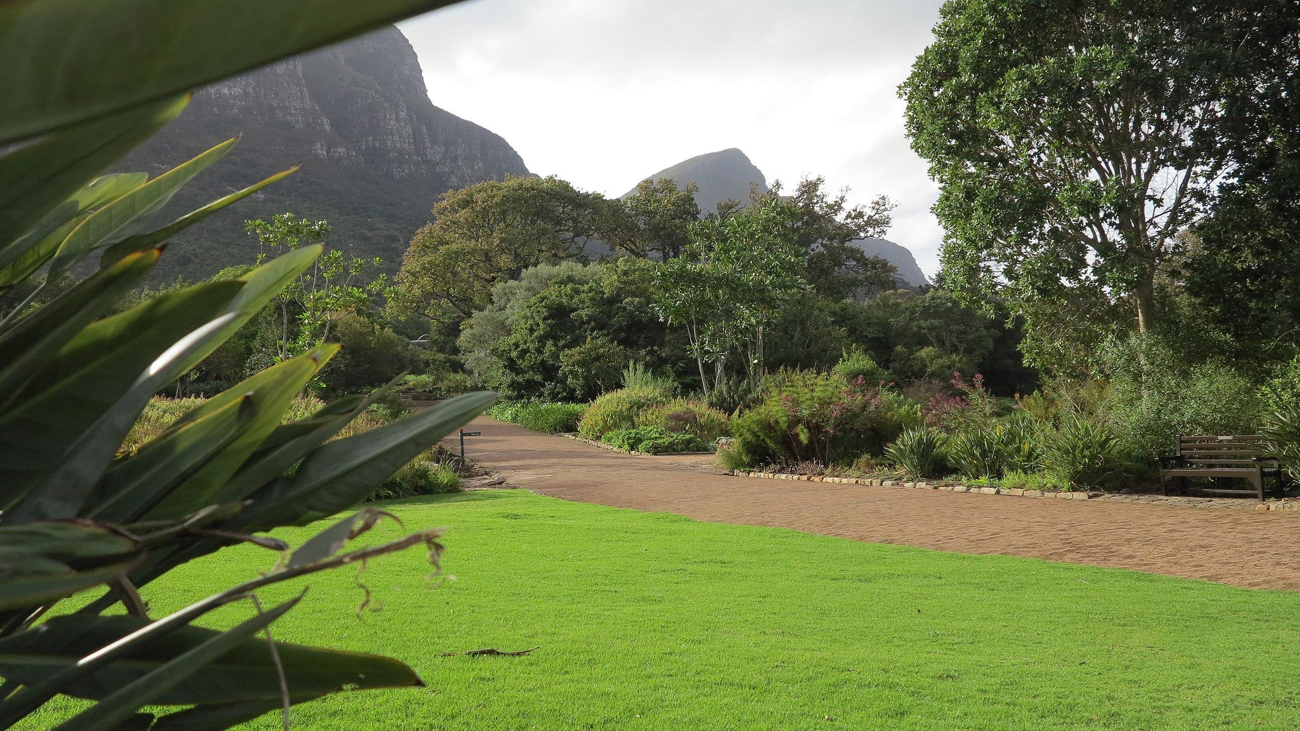 Ein Besuch im National Botanical Garden in Kirstenbosch an der Rückseite des Tafelberges durfte nicht fehlen.