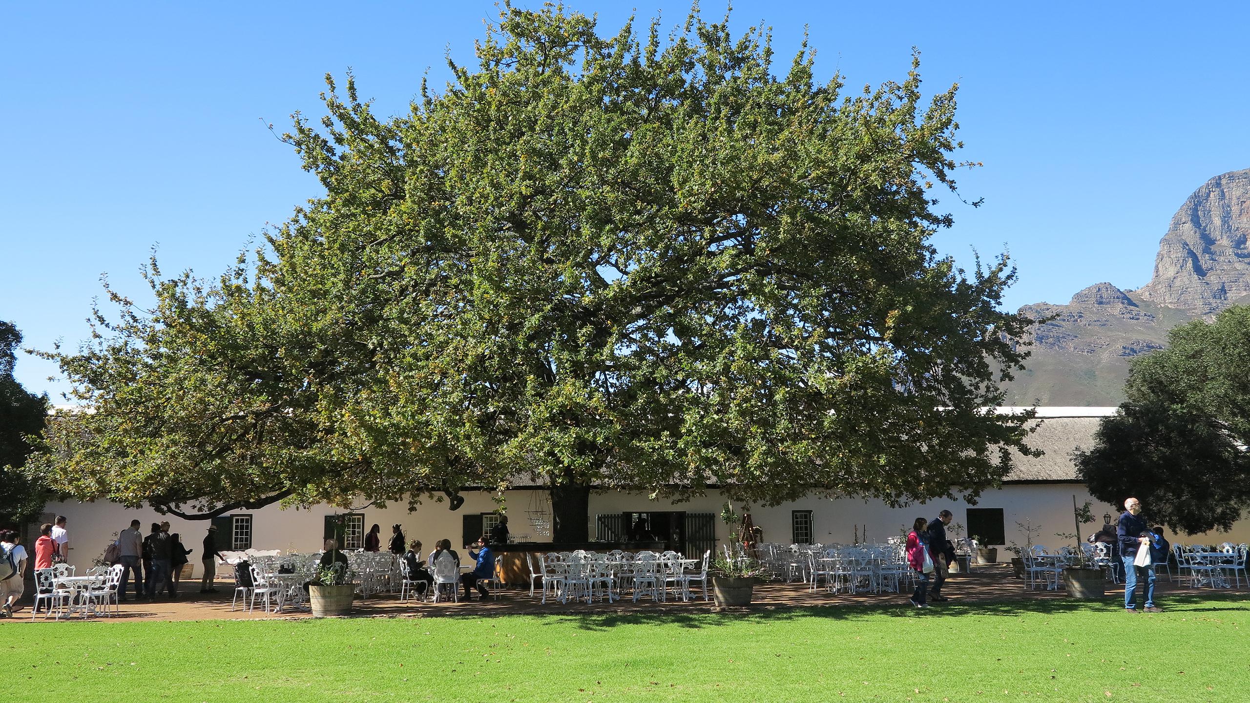 Nächste Station war ein riesengroßer Baum auf dem Weingut Boschendal im Weingebiet Franschhoek.