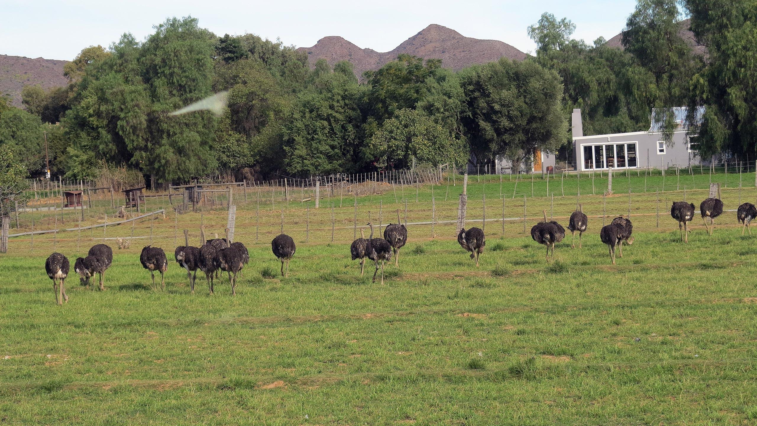 Besuch auf einer Straußenfarm. Die Viecher mögen anscheinend keine „Touris“ und zeigten sich nur von hinten.