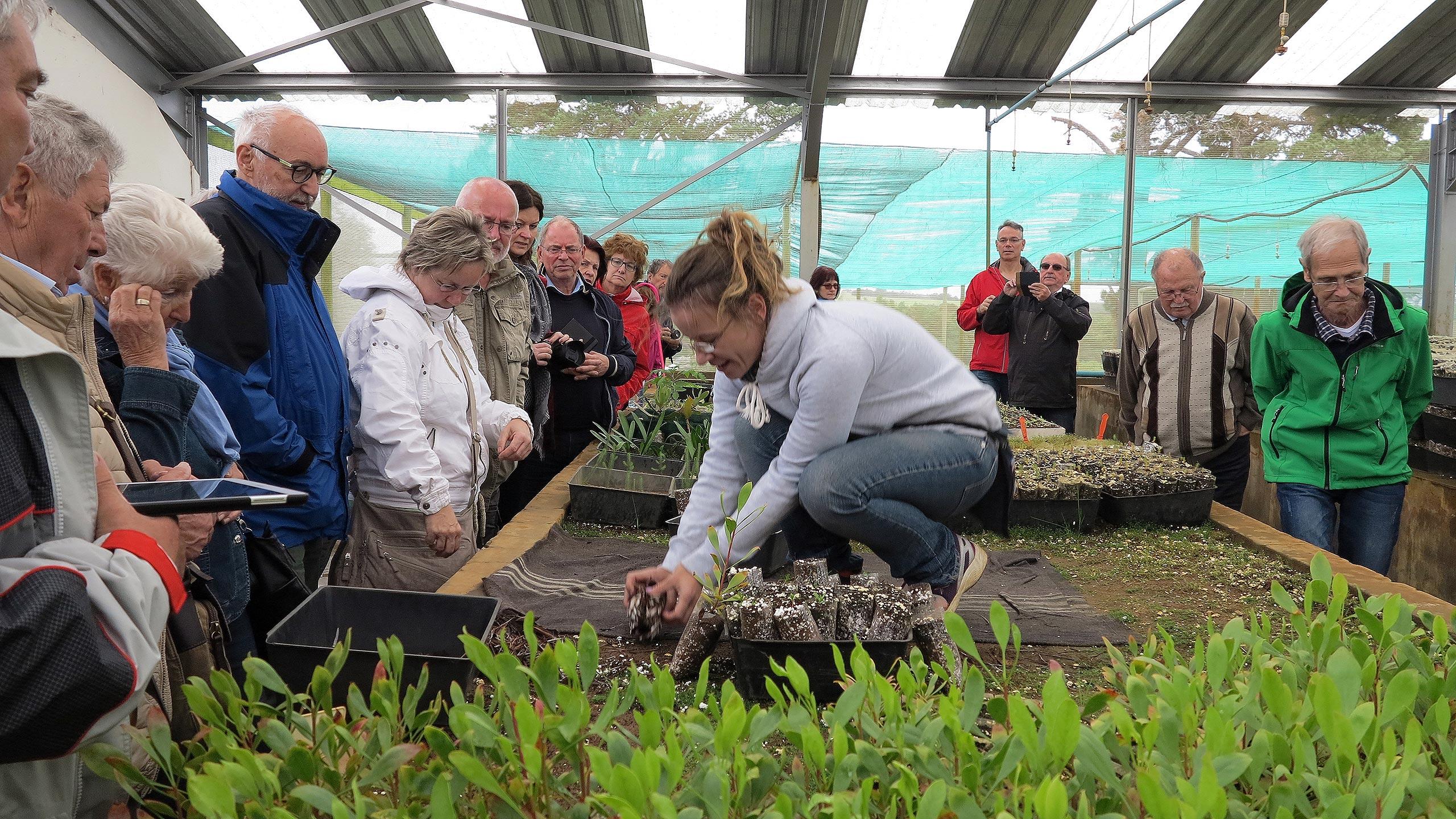 Zwischenhalt in Plettenberg Bay und Besichtigung einer Farm für Südafrikas Wappenblume, die Protea, auch Kaprose genannt.