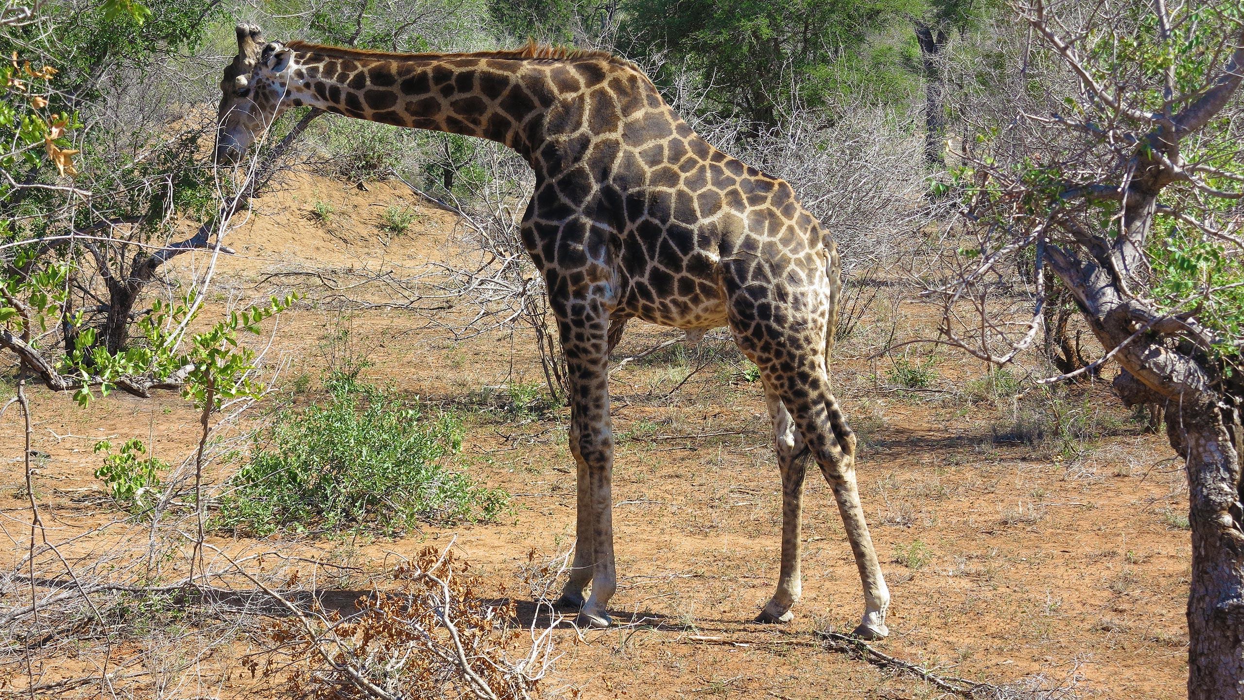 Kurze Zeit darauf sahen wir schon eine Giraffe gemütlich an einem Baum knabbern und Antilopen rannten vor und hinter uns über die Straße.